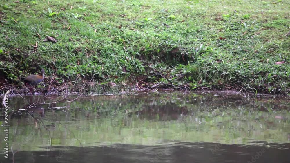 Slaty-breasted Wood-Rail walks on the edge of a lake scene. The bird drinks water and walks out of the frame. Video recorded in Southeast of Brazil. Atlantic Forest Biome. Slaty-breasted Wood-Rail walks on the edge of a lake scene. The bird drinks water and walks out of the frame. Video recorded in Southeast of Brazil. Atlantic Forest Biome.