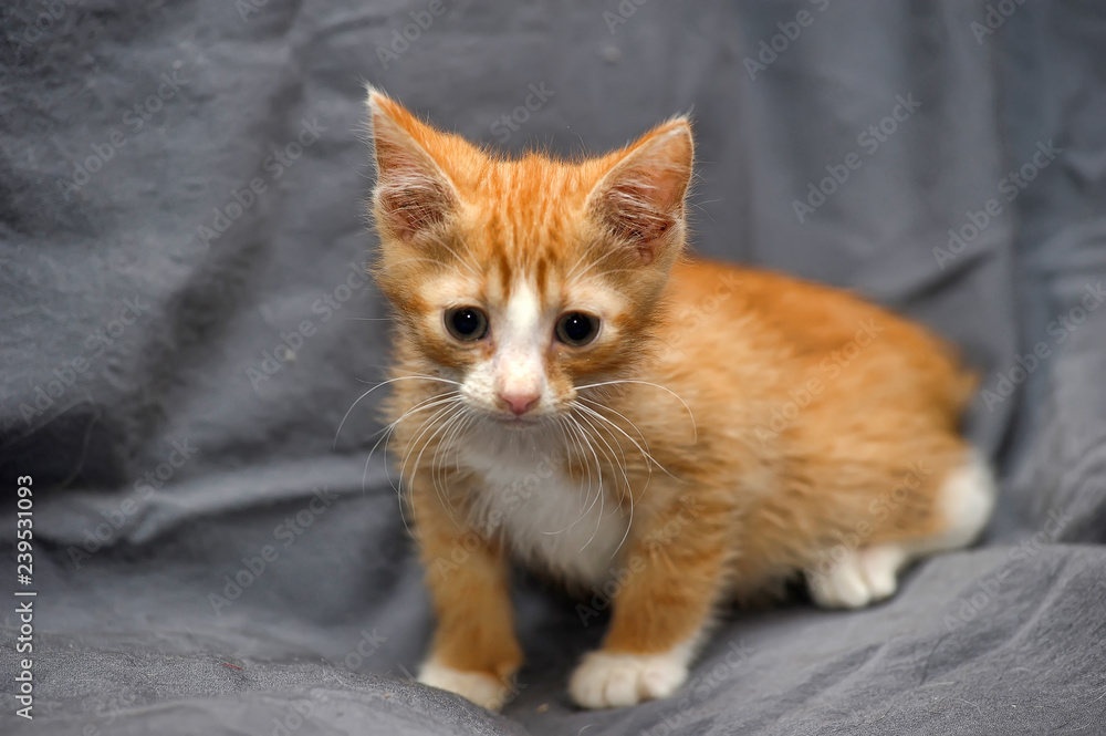 little red and white kitten on a gray background