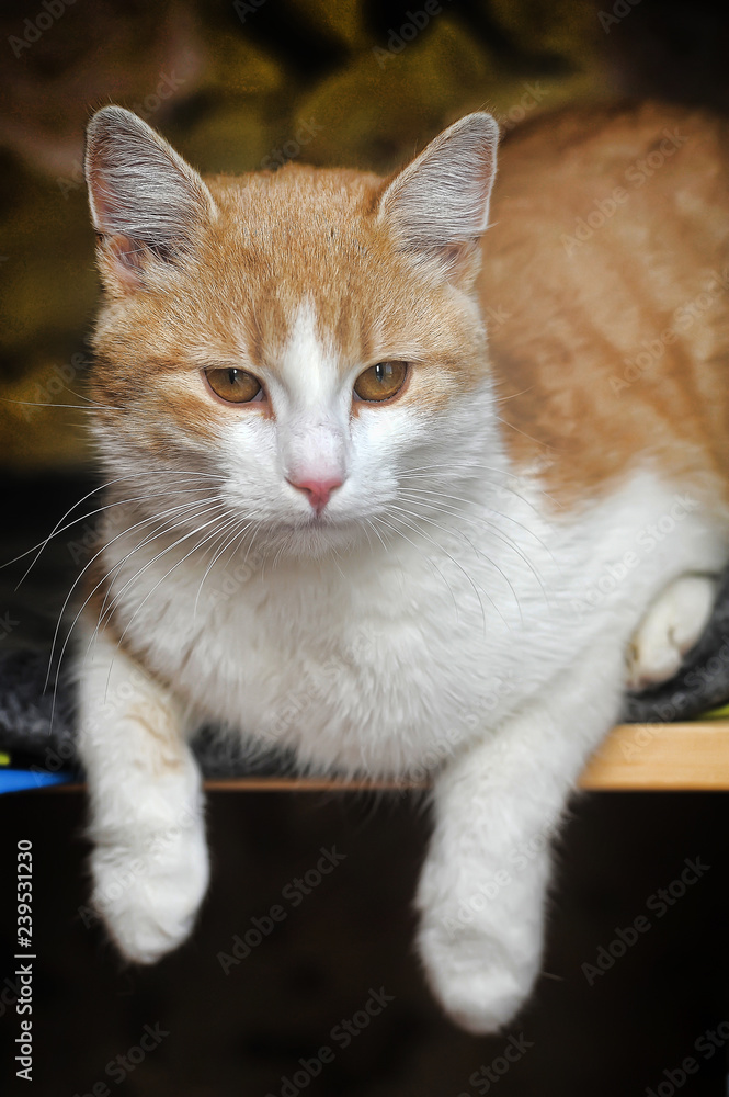 shorthair red and white cat portrait