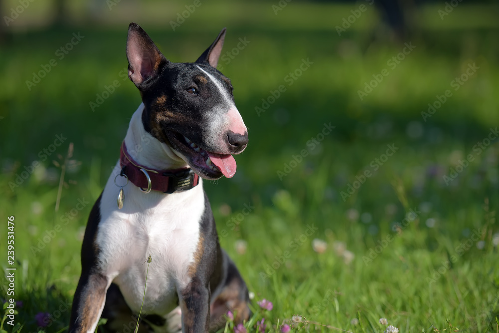 miniature bull terrier on the grass