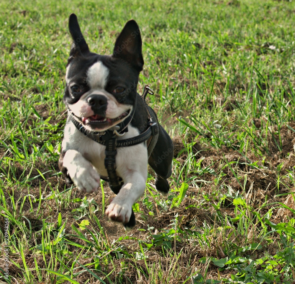 happy dog