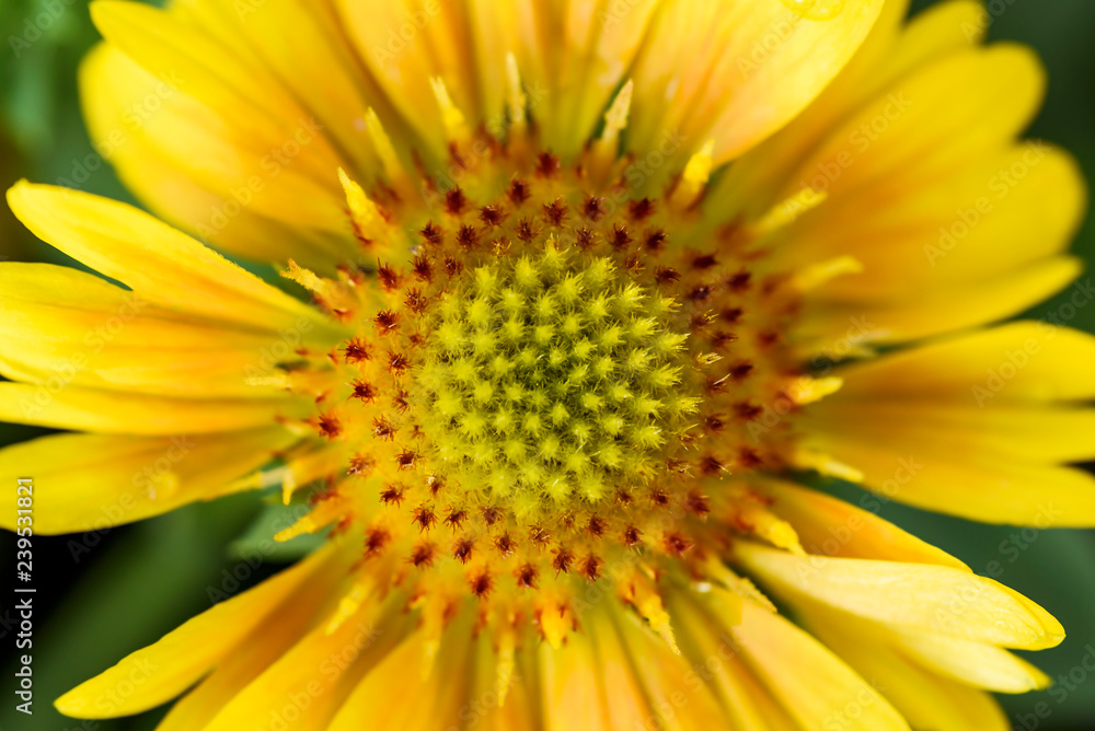 yellow gaillardia yellow gaillardia