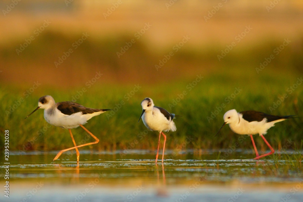 Obraz premium Birds feeding in water. Black-winged Stilt / Himantopus himantopus. Oman
