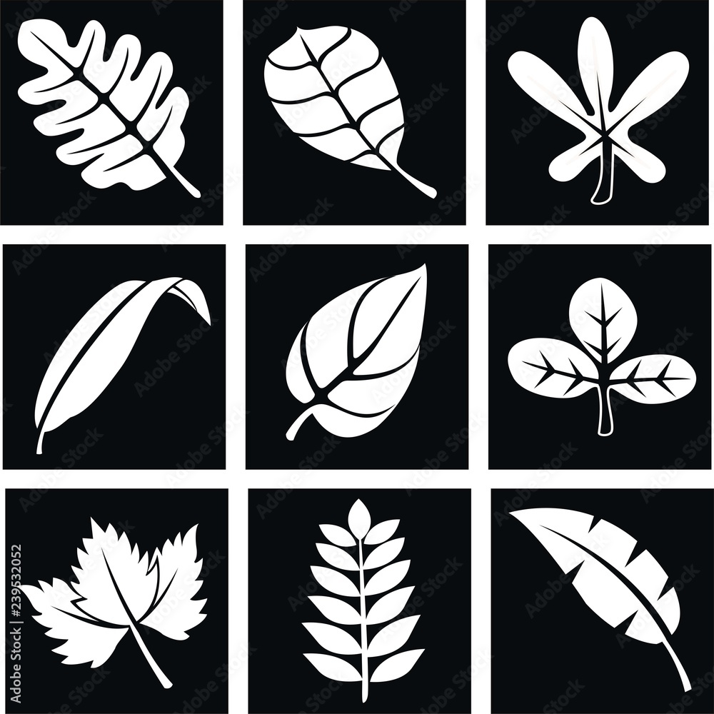 set of white leaves on black background. white leaves for decoration - obrazy, fototapety, plakaty 