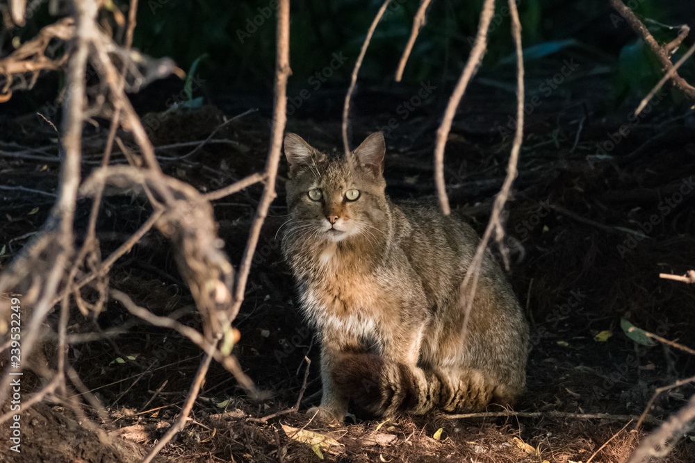 Fototapeta premium wild cat in natural habitat