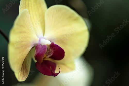 side view of pale orange moth orchid