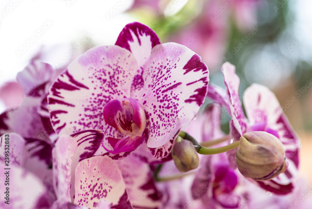 Obraz premium purple hybrid phalaenopsis orchid