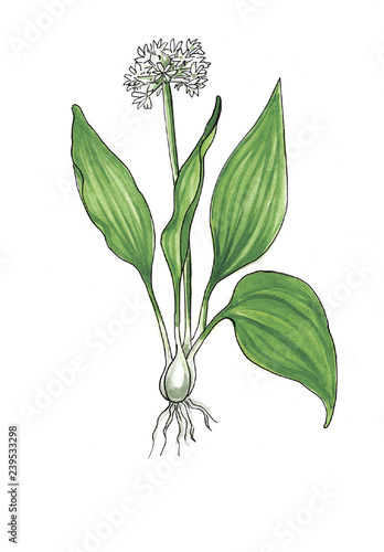 Green ramson isolated on white background.