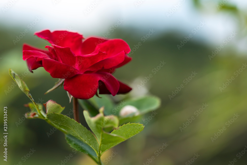 isolate red rose isolate red rose