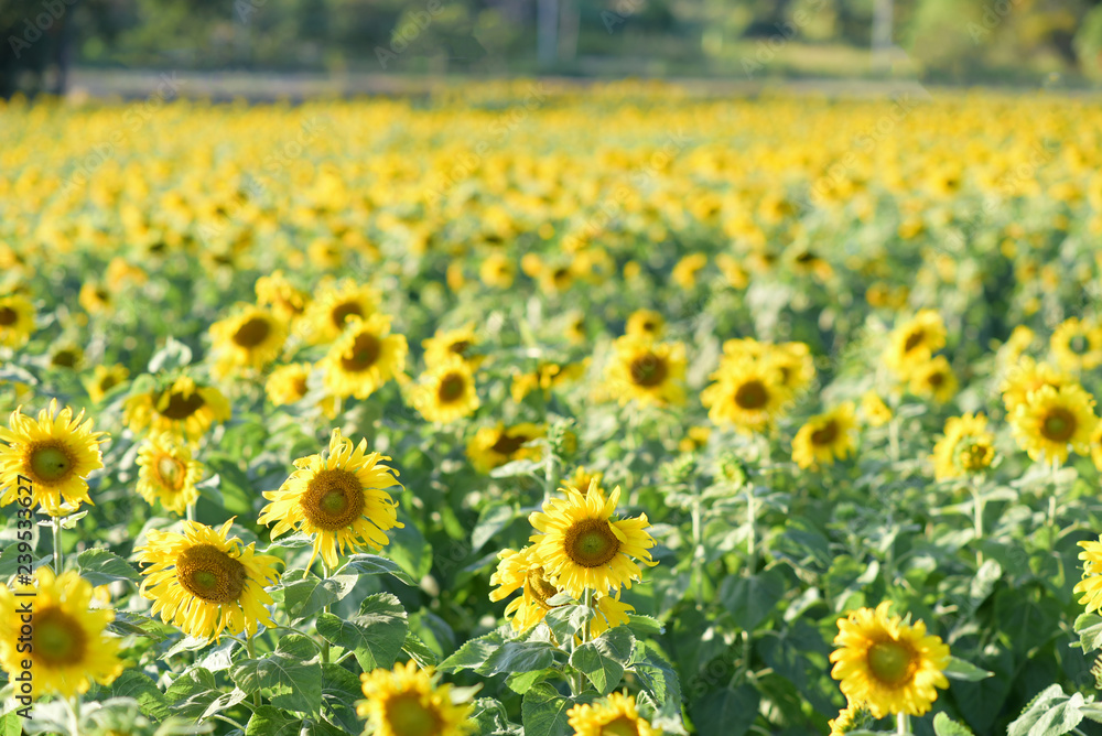 The beautiful sunflower field of the farmer. The beautiful sunflower field of the farmer.