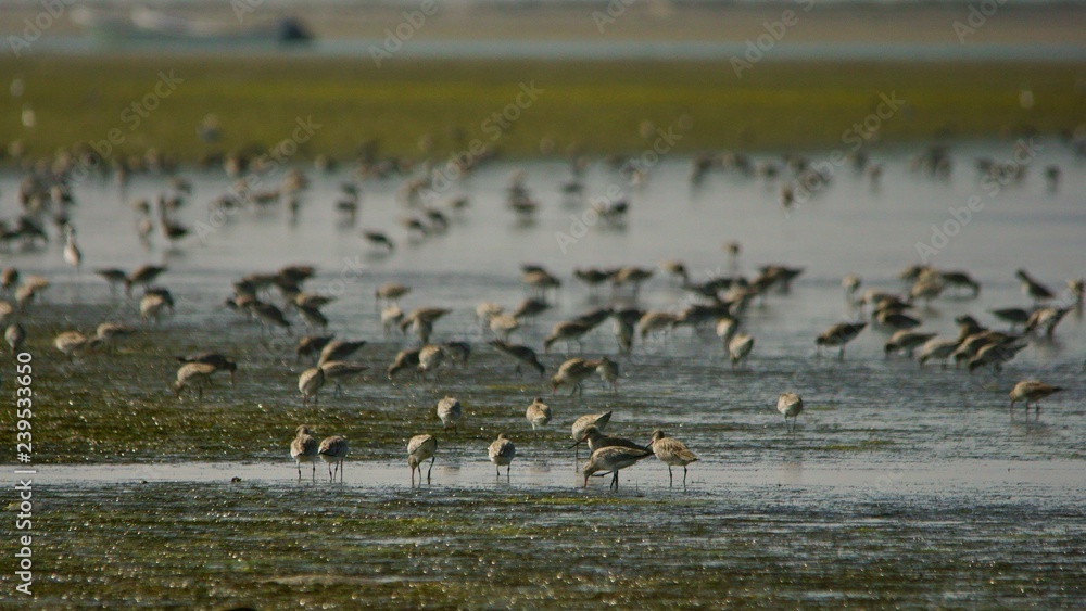 Bar-tailed Godwit / Limosa lapponica