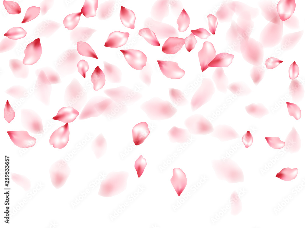 Pink sakura flower flying petals isolated 
