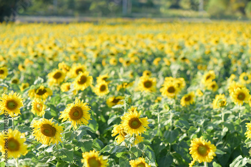 The beautiful sunflower field of the farmer.