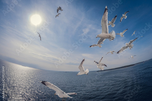 flock of seagulls flying over the sea with a background of blue sky  fisheye distortion