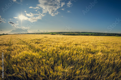 Rye field on a sunny summer day