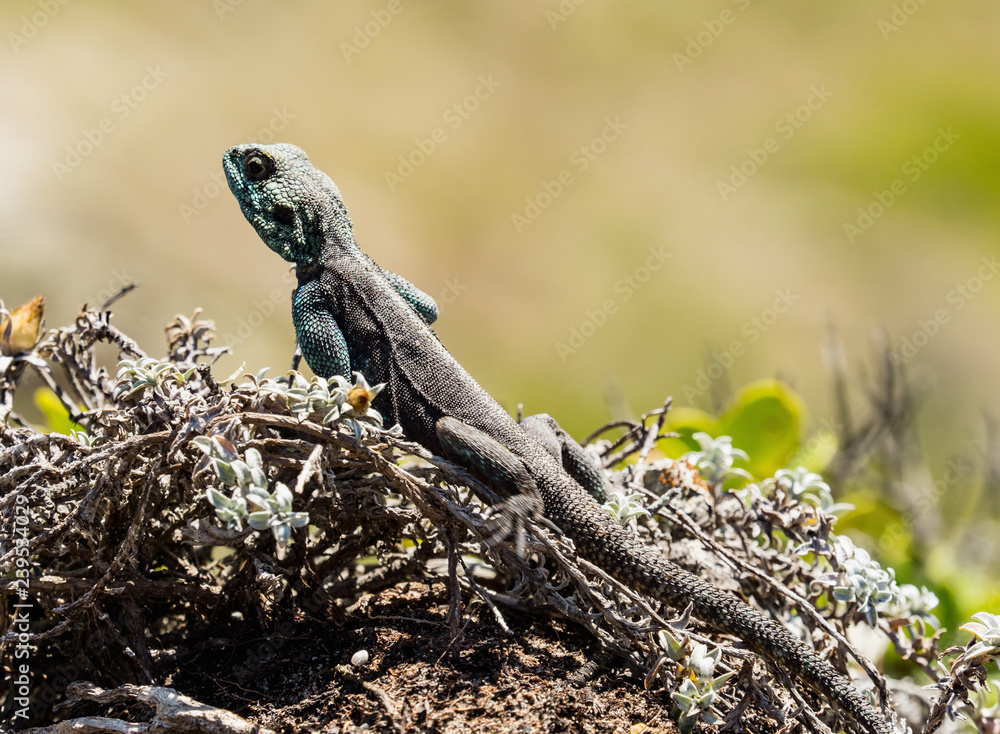 Southern Rock Agama Lizard on a rock at Cape of Good Hope, South Africa Southern Rock Agama Lizard on a rock at Cape of Good Hope, South Africa