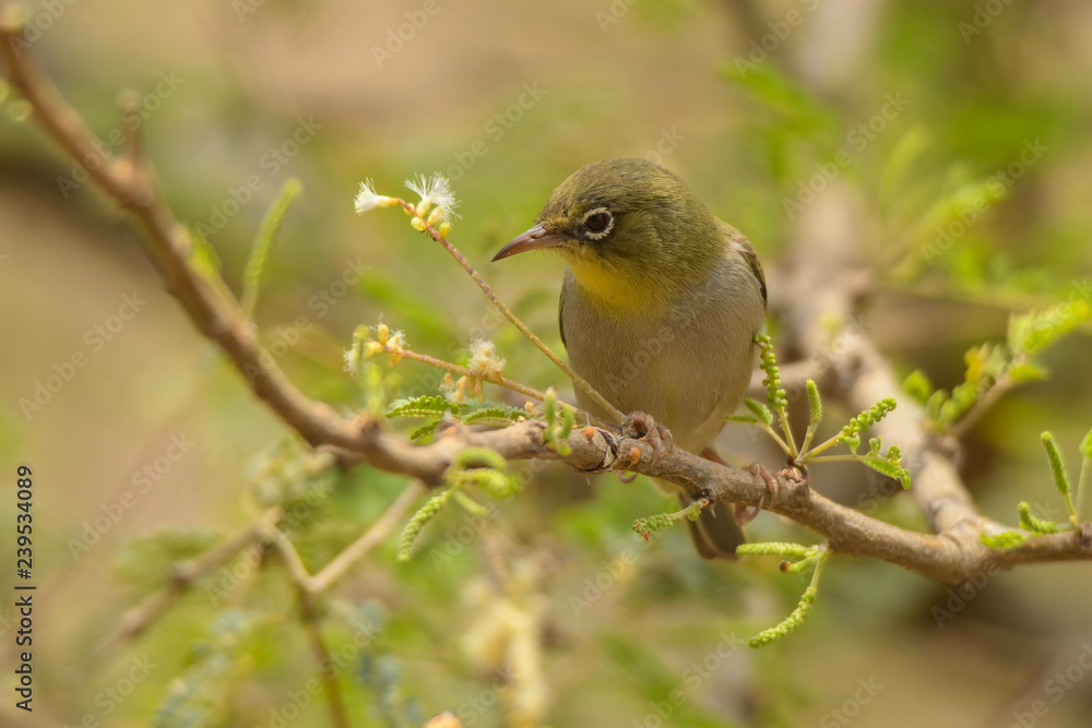 Rueppell's Weaver / Ploceus galbula Rueppell's Weaver / Ploceus galbula