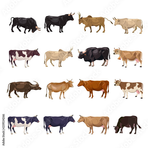 Cattle breeding set © Hennadii