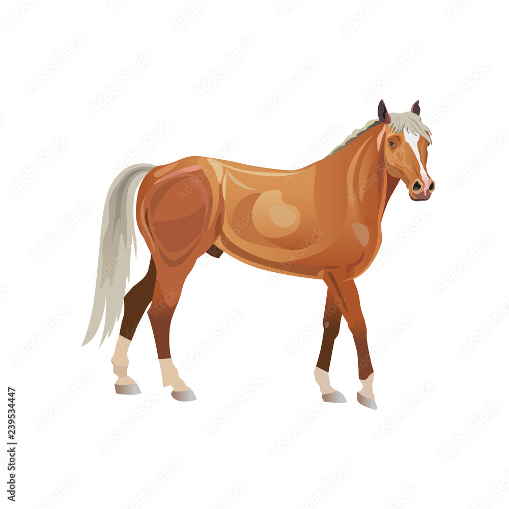 Fototapeta premium Wektor konia Palomino