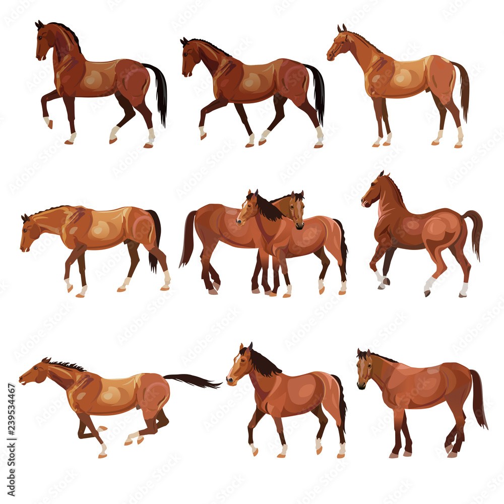 2023 Breeder's Guide Program: Teichert Horses