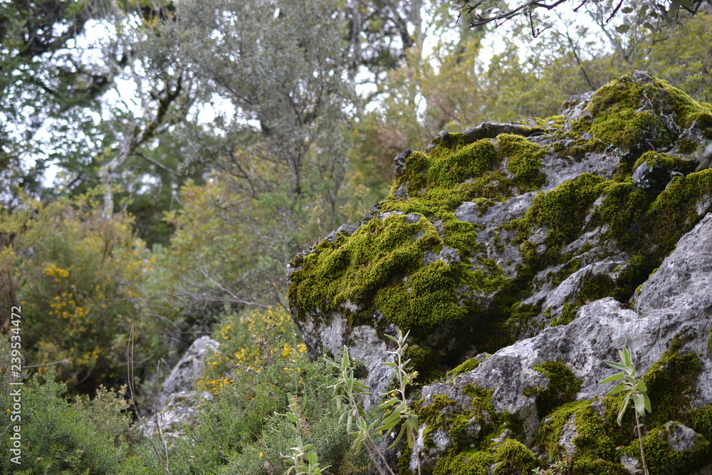 Hiking in Sierra de Grazalema Natural Park, province of Cadiz, Andalusia, Spain, towards Benamahoma