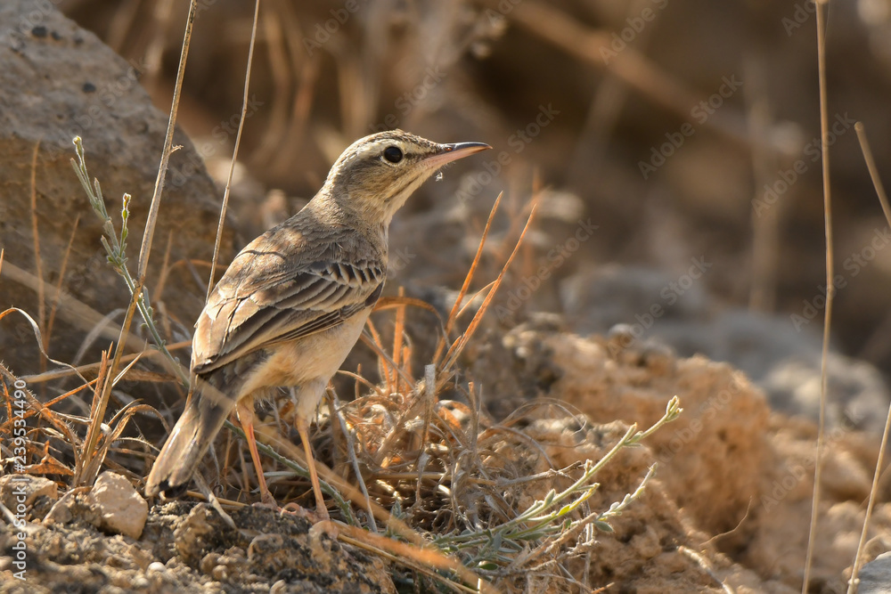 Long-billed Pipit / Anthus similis Long-billed Pipit / Anthus similis