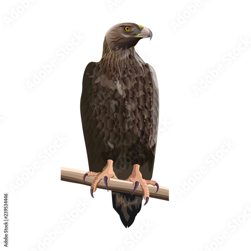 Golden eagle vector