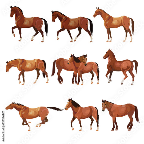 Horses in various poses