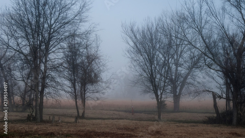 Winter branches in a foggy meadow