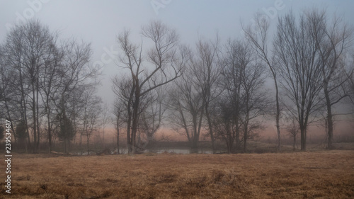 Winter in the American South, foggy morning, bare branches