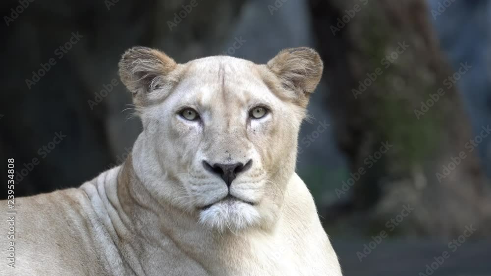 Lioness Lioness