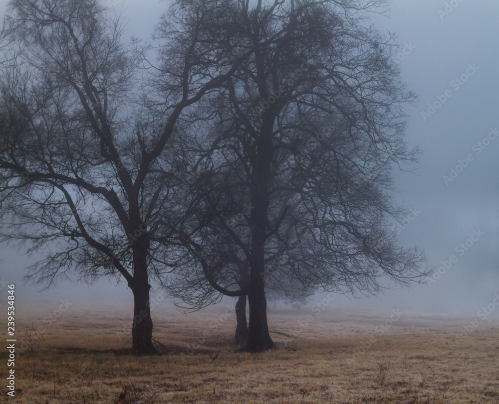 Foggy landscape in winter in blue and gold Foggy landscape in winter in blue and gold