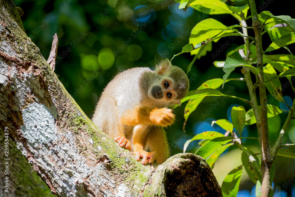Fototapeta premium little monkey sitting on a tree and looking into the distance