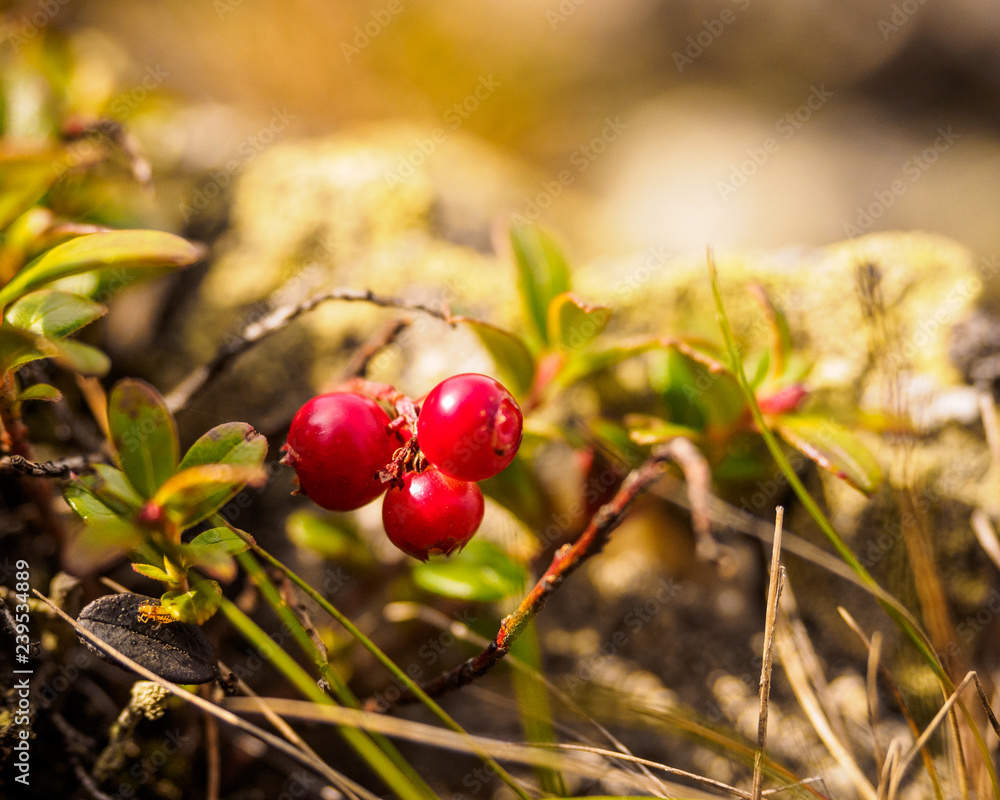 Red cowberry, lingonberry or partridgeberry. Forest natural background. shallow depth of field. Macro. berries -  main source of vitamins in the winter. traditional medicine.