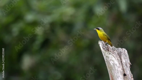 Masked Yellowthroat perched on a branch scene. The bird move its head and looks around. It sings and flies out of frame. Video recorded in Southeast of Brazil. Atlantic Forest Biome. photo