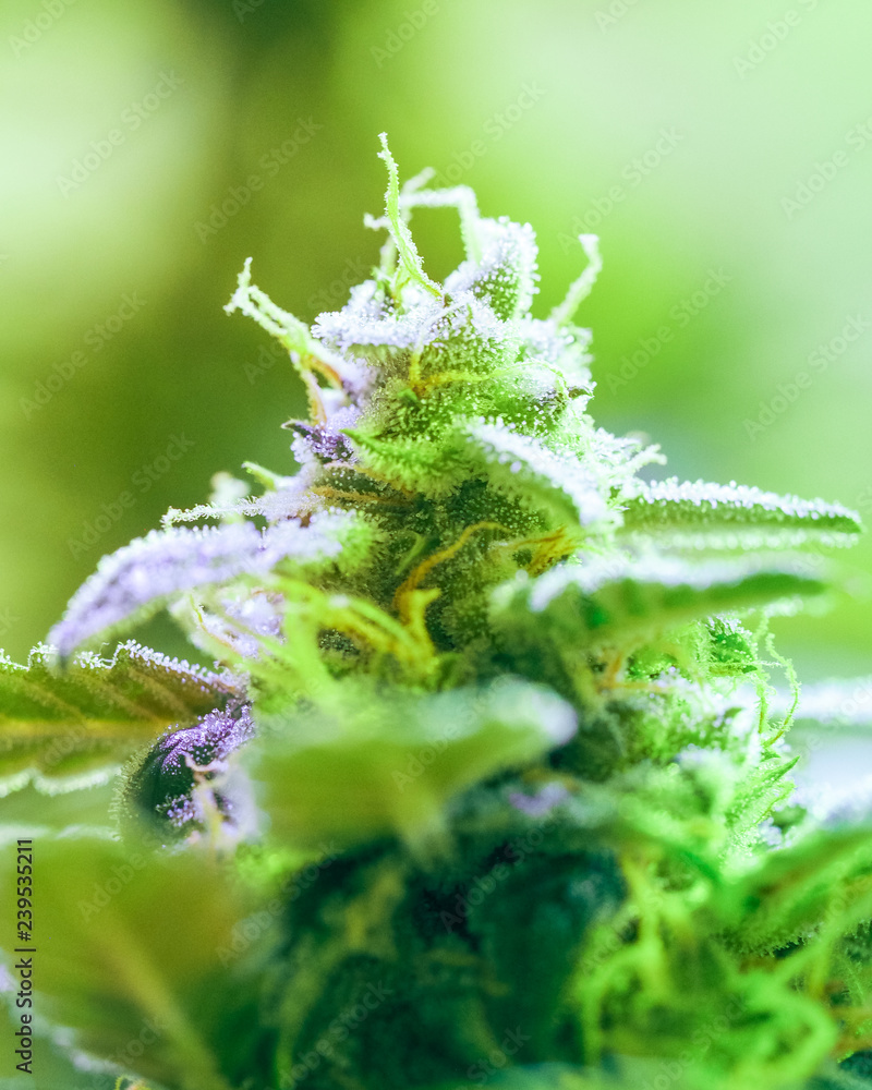 Close-up detail of Cannabis, trichomes and leaves on late flowering stage. Bud marijuana drug, high resolution. Crystalline structures in the leafs and buds. Close-up detail of Cannabis, trichomes and leaves on late flowering stage. Bud marijuana drug, high resolution. Crystalline structures in the leafs and buds.