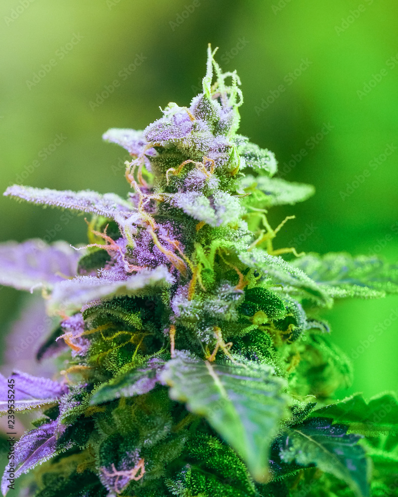 Close-up detail of Cannabis, trichomes and leaves on late flowering stage. Bud marijuana drug, high resolution. Crystalline structures in the leafs and buds. Close-up detail of Cannabis, trichomes and leaves on late flowering stage. Bud marijuana drug, high resolution. Crystalline structures in the leafs and buds.