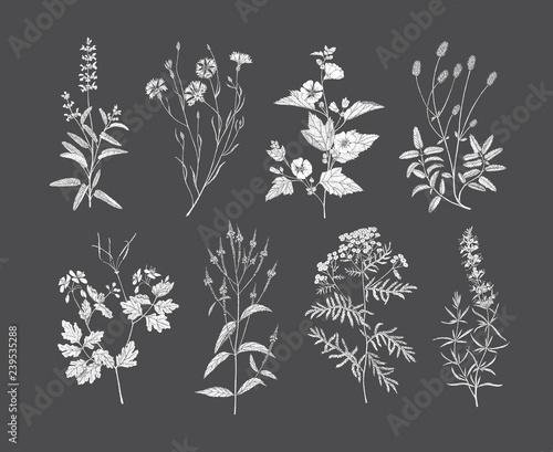 Vector medicinal herbs.