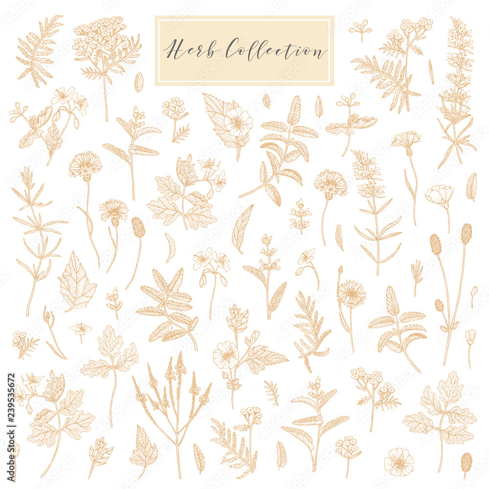 Fototapeta premium Vector medicinal herbs.