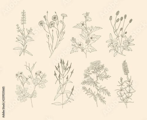 Vector medicinal herbs.