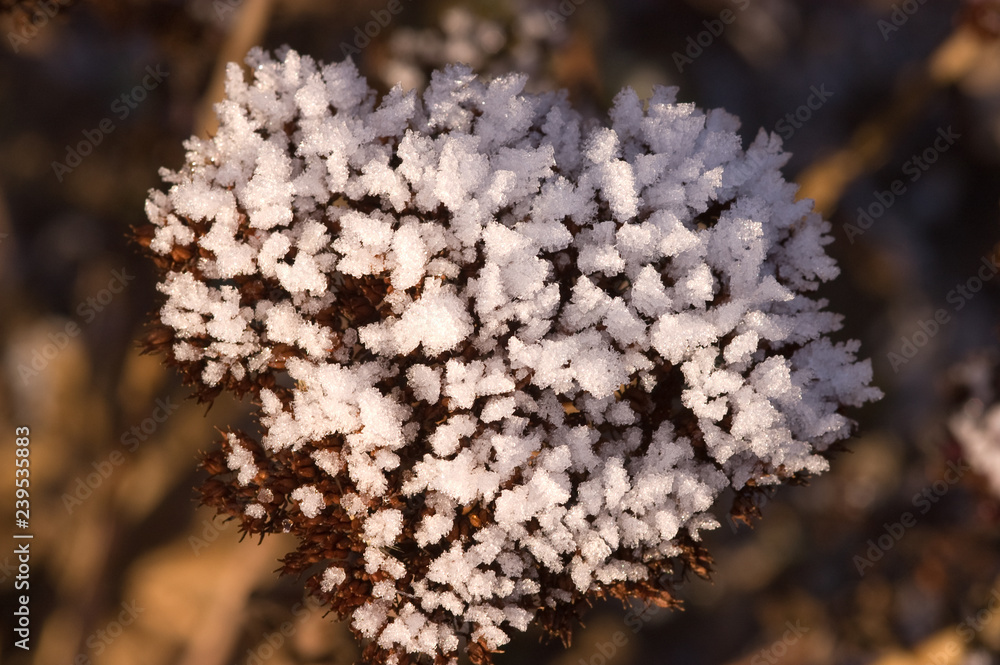 Eiskristalle an einer Pflanze Eiskristalle an einer Pflanze