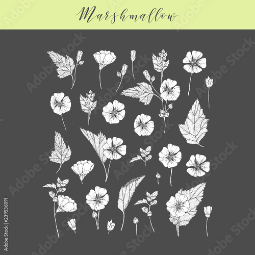 Vector marshmallow plant.