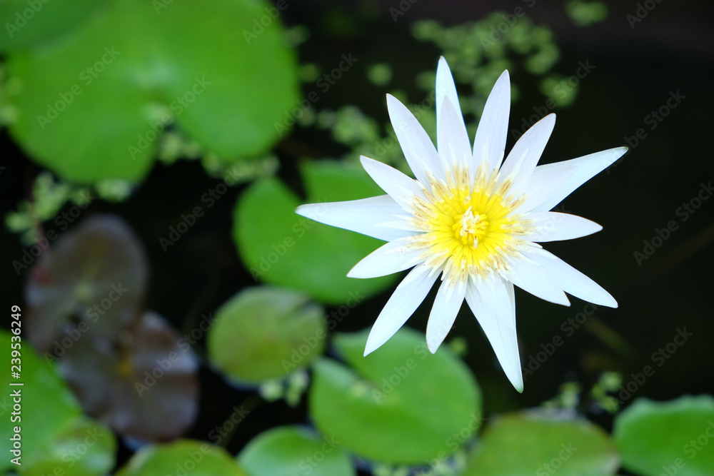 beautiful White Lotus in the Lake beautiful White Lotus in the Lake
