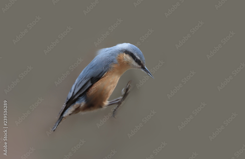 Obraz premium Nuthatch jumped unknown where on a blurred gray background ...