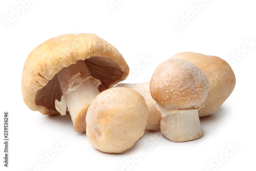 Gypsy mushrooms