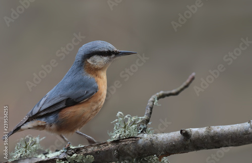 Nuthatch stands on a mossy branch on a brown background ...