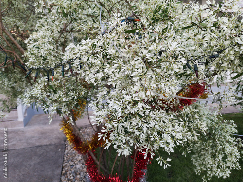 Euphorbia leucocephala Lotsy (White Christmas, Pascuita, white-lace Lotsyd euphorbia) with red rope decoration. photo