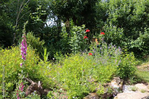 Fototapeta Naklejka Na Ścianę i Meble -  Blüten im Naturgarten