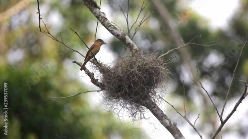 Crested Becard perched on a branch near the nest scene. The bird moves its head and looks around. Sing and fly out of the frame. Video recorded in Southeast of Brazil. Atlantic Forest Biome.