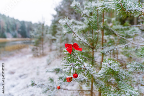 Christmas decoration red balls hanging on spruce branch, pine tree under snow